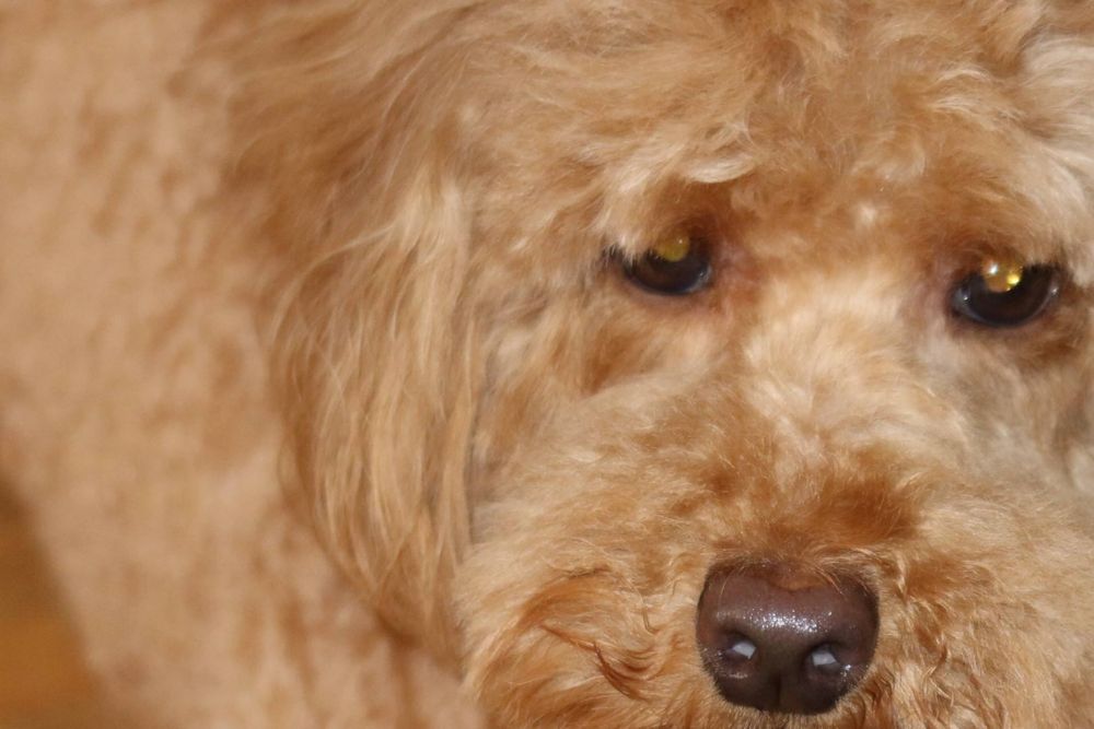 Карликовый Пудель с документами