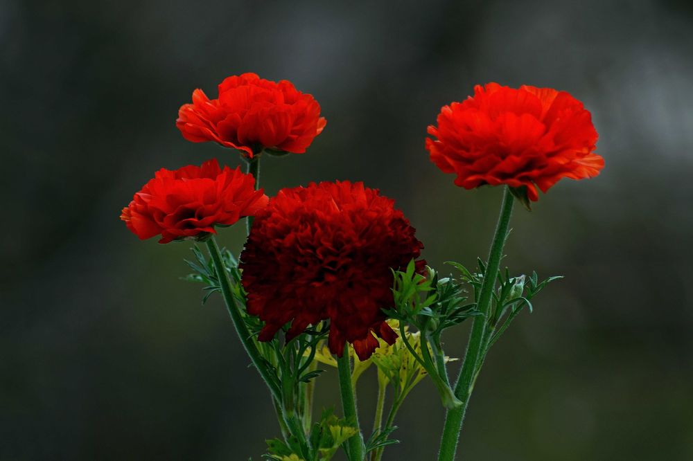 Sony A58 aparat foto