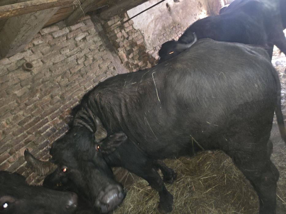 Vând bivolite bune de lapte