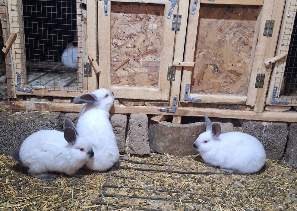 2 самки 1 самец  кролики Калифорний
