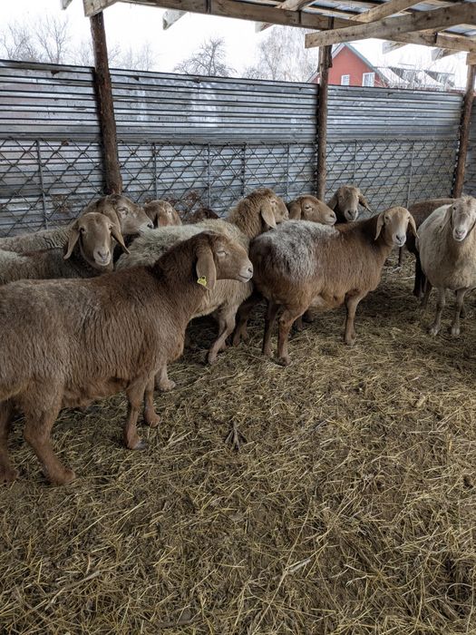 Арашан матки на продажу