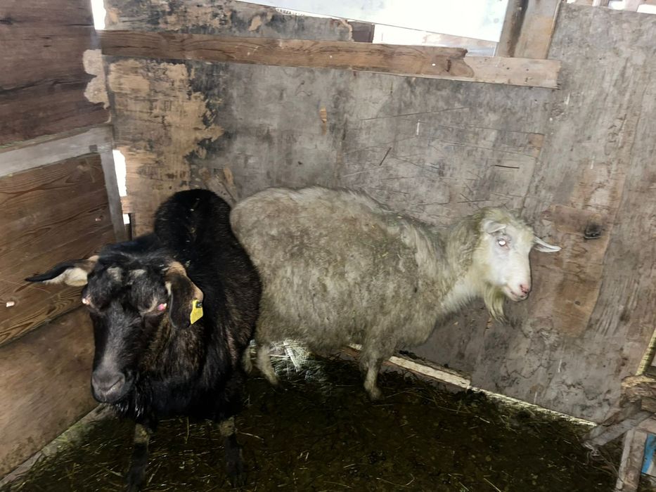 Продам ешкы 2 шт