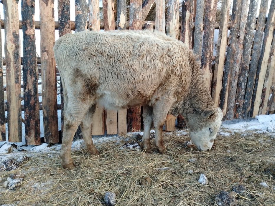 КРС возраст 1 год ,некоторые стельные,