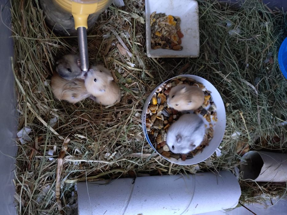 Donez pui hamster 20 lei