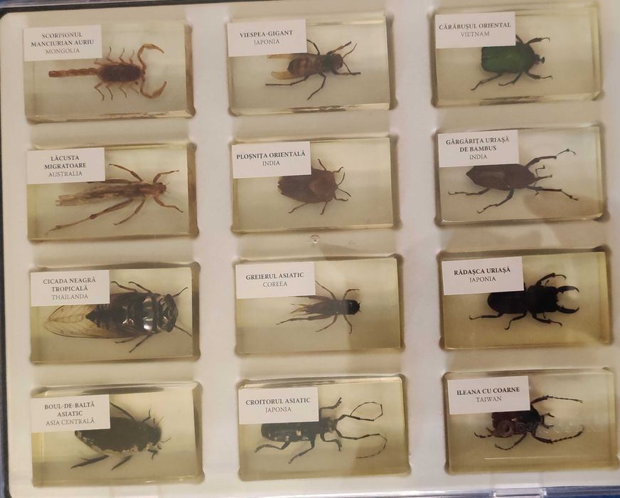 Colecția Insecte reale