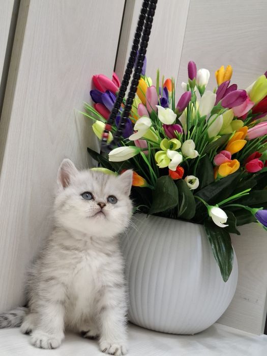 Продаются. Сотилади . Шотландские .