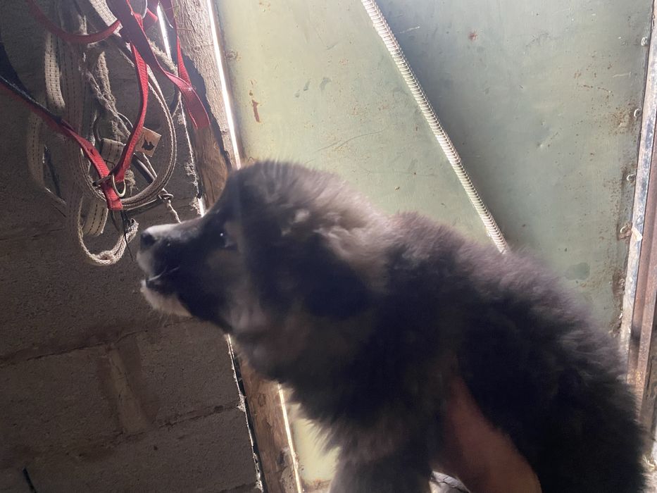 Алабай еркек