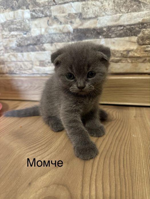 Молки. котенца търсят новия  си дом