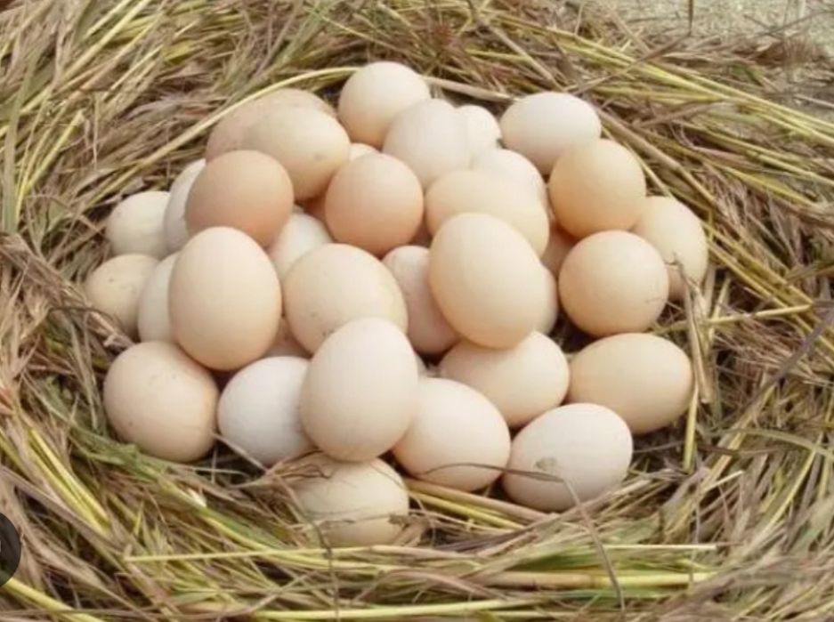 Tuxum damashni kimga kere