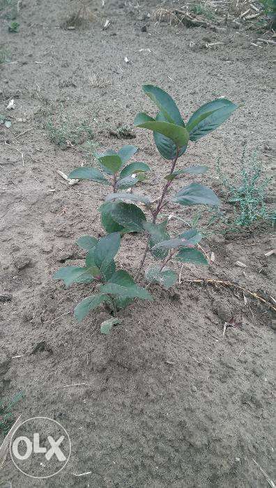 Aronia la Super Pret (Oferta) 4,50 lei