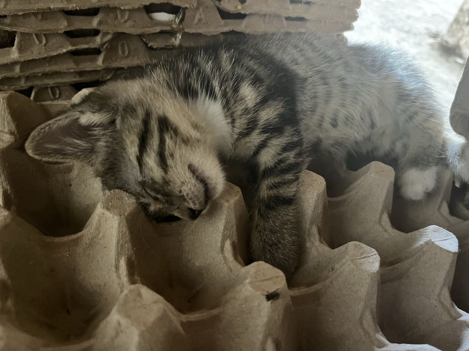 Отдам  котенка  в  хорошие  руки