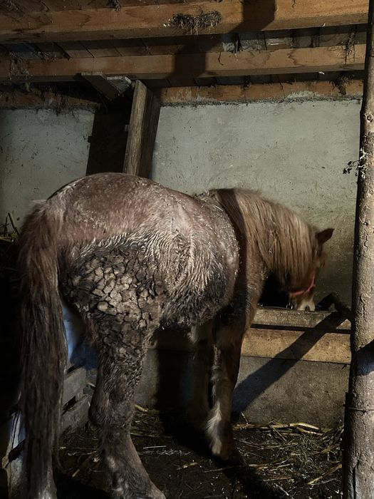 Manza rasa semi grea