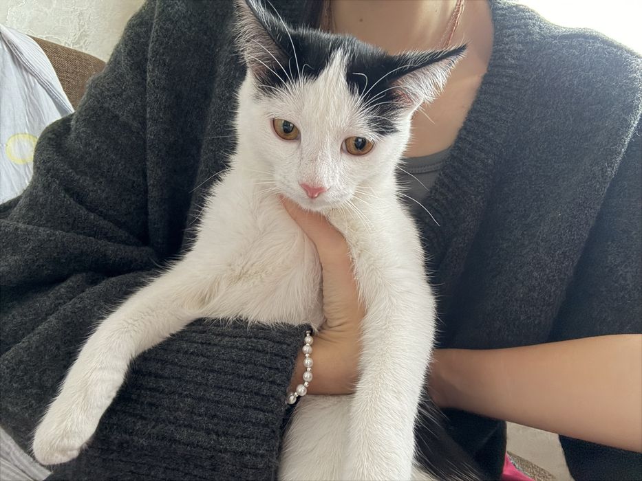 Отдаю кошку в хорошие руки