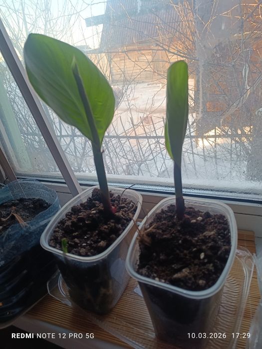 П р о д а м канны