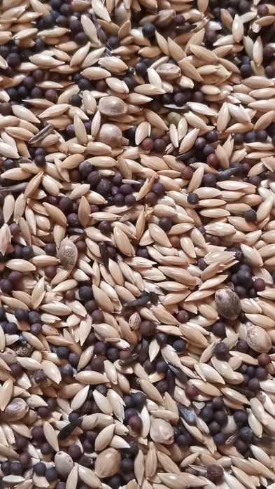 Корм для канареек