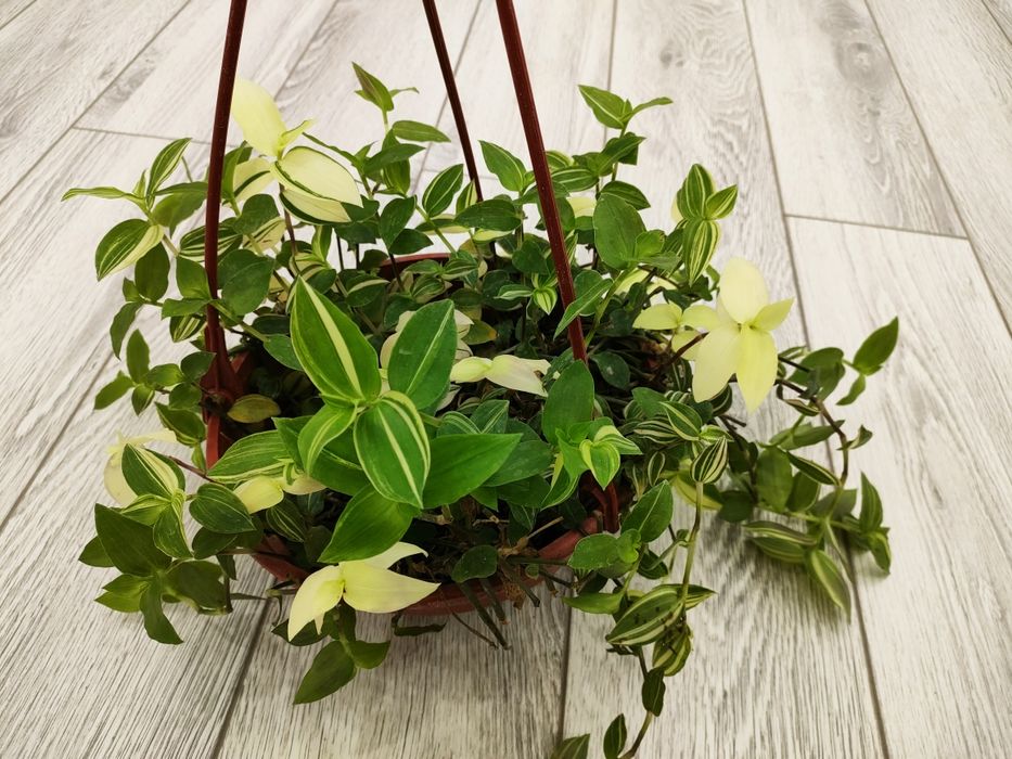 Комнатные цветы. Доставка