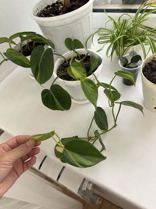 Эпипремнум грин