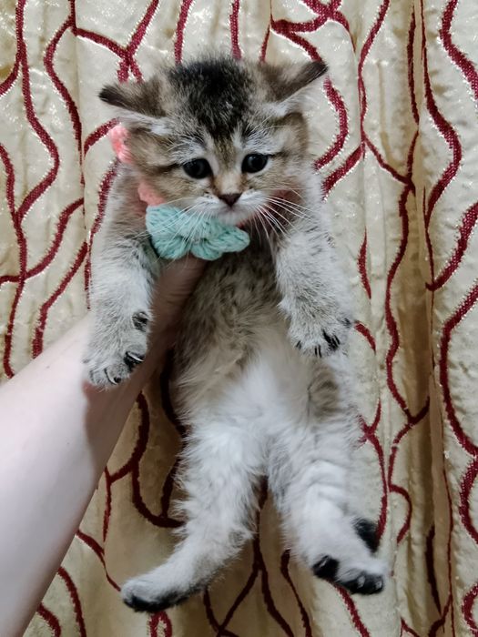 Золотая Шиншила девочка