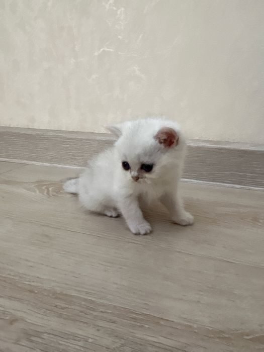 Котята Британские Шиншилы