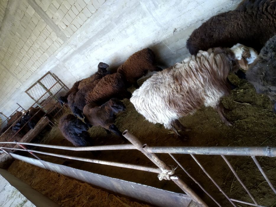 Турли базм ва маросимлар учун кучкорлар