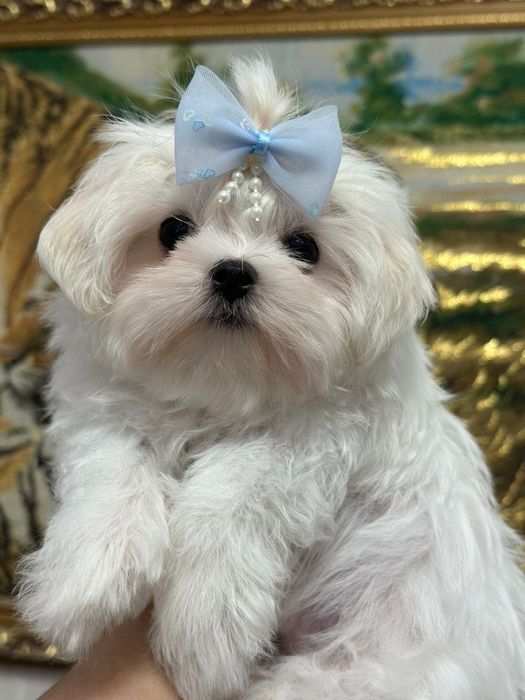 Мальтезе щенки девочка мини