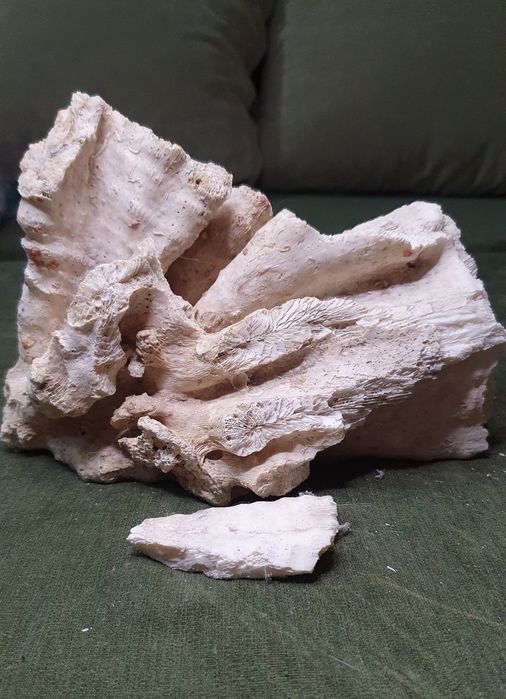 Морской коралл с Карибского моря