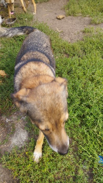 Хочу отдать собачку каторая сидит на цепи.