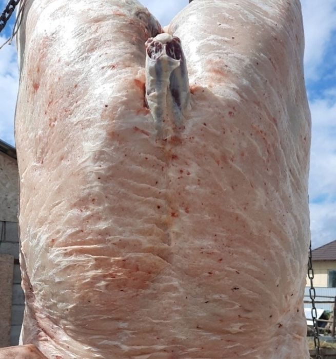 Жылқы етін сатам 2800