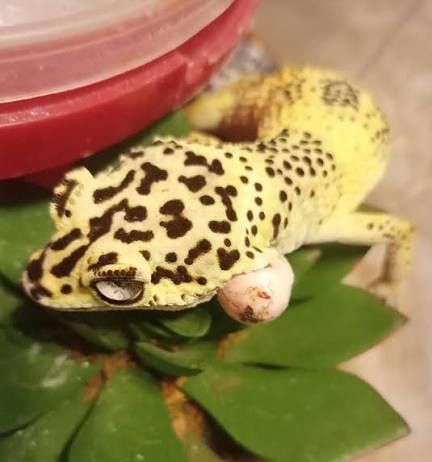 Детёныши эублефара редкой морфы забронировать