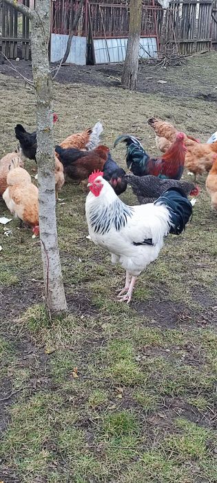 Cocoși Sussex din 2025