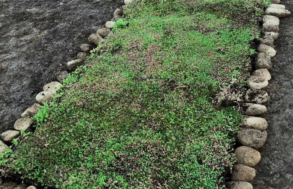 Пакет за озеленяване на гробно място със седуми GREЙNA