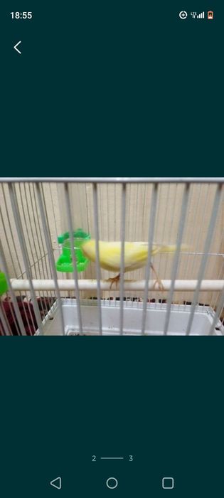 Канарейкалар бор 1 йиллик  ва 2 йиллик нар мода ишлаган таййор сайрода