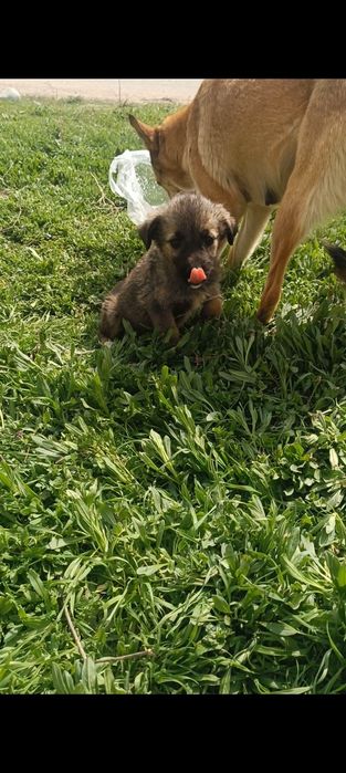 Отдам щенков в кыргауылды