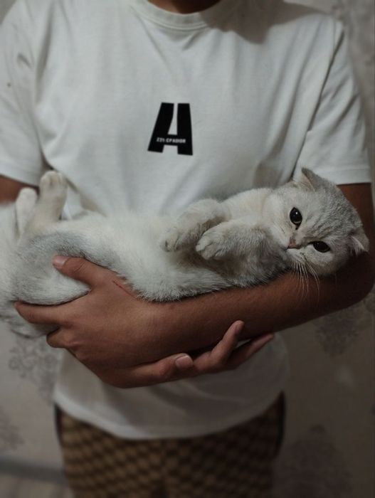 Shinshila 2Ta Qiz Mushuk Sotildi