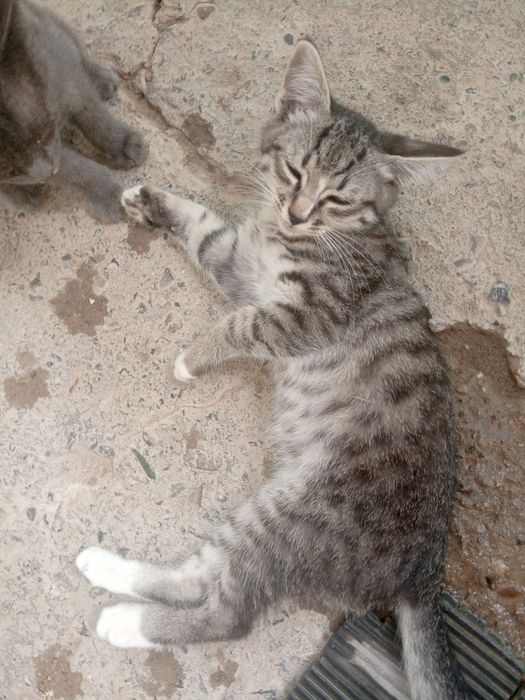 Mushuni bolari bor bervoramiz