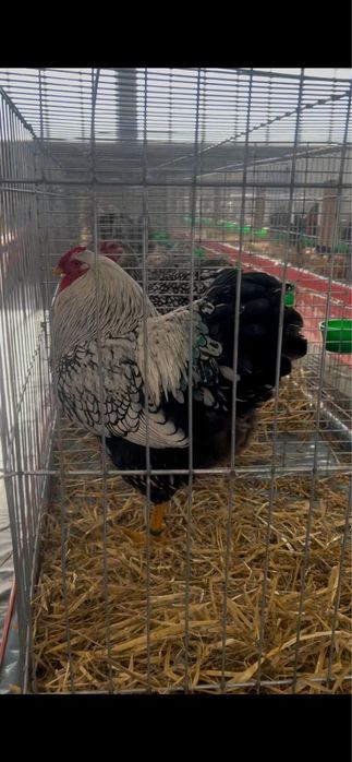 Cocosi australorop si wyandotte