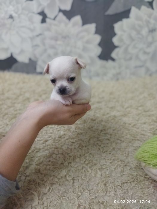 Продаются щенки чихуахуа (бронь)