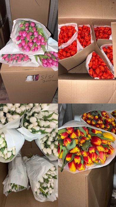 Свежие крупные тюльпаны с 5 марта в продаже