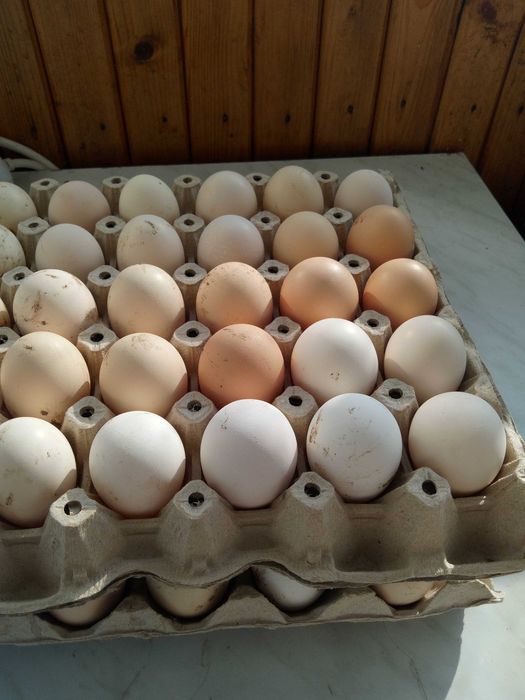 Биопродукти от домашни животни