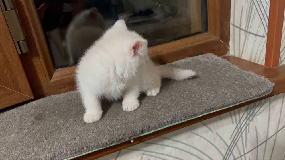 СОТИЛАДИ Шиншила угил бола 1ярим ойлик латок 5+билади