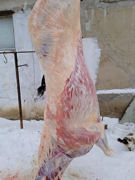 Жылқы откорм  сатылады