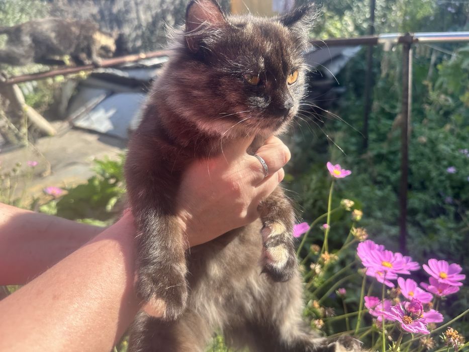 Котята- Сибирские