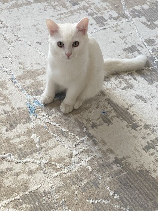 Отдаем кота в добрые руки.