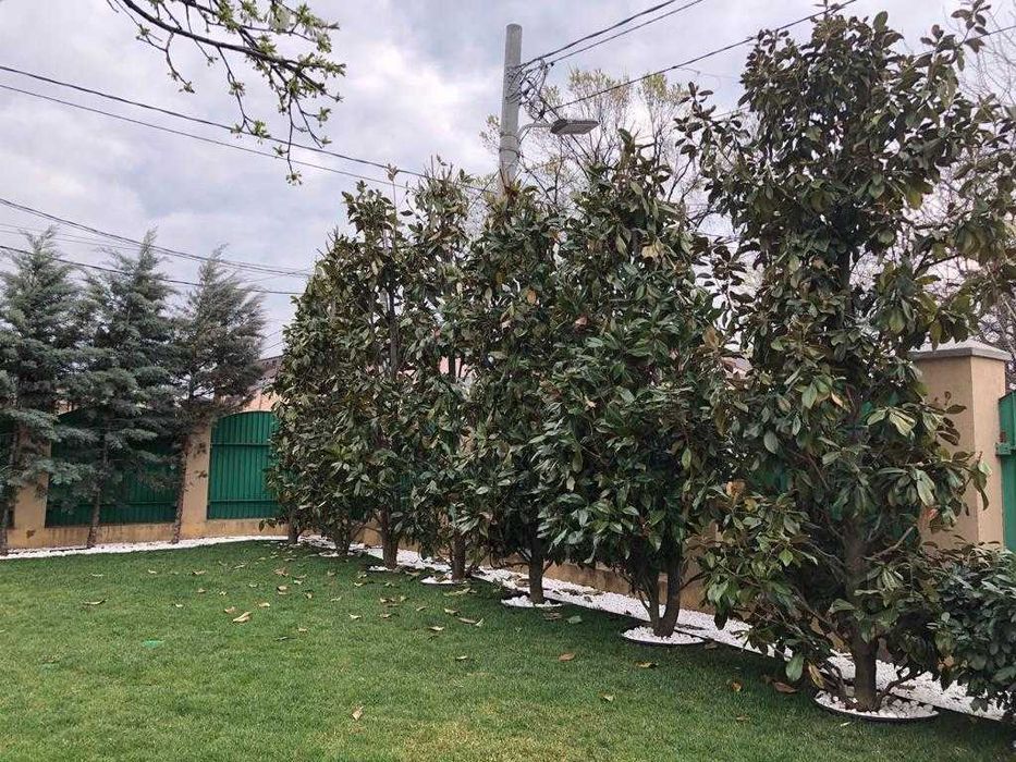 Magnolia grandiflora vesnic verde la ghiveci