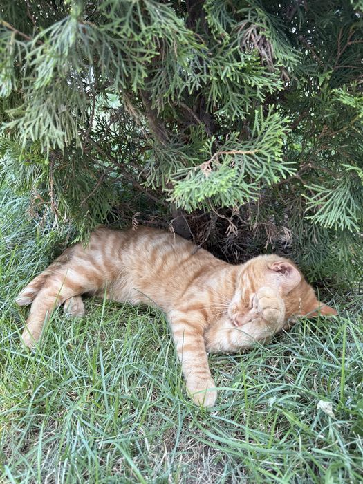 Отдам кота в добрые руки