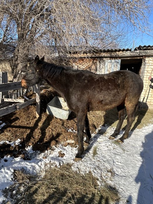 Семіз ат сатылады