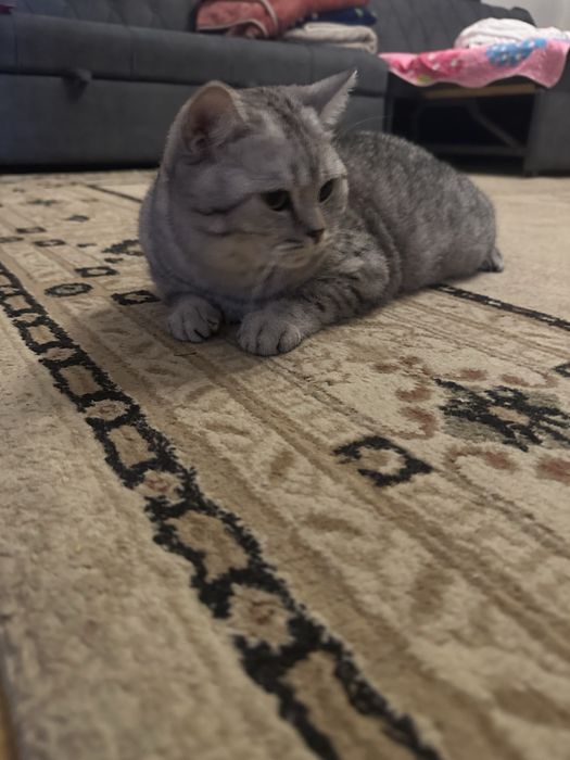 Ищем кошку для кота