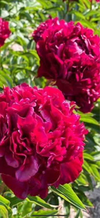 Rizomi de bujori 25 lei buc