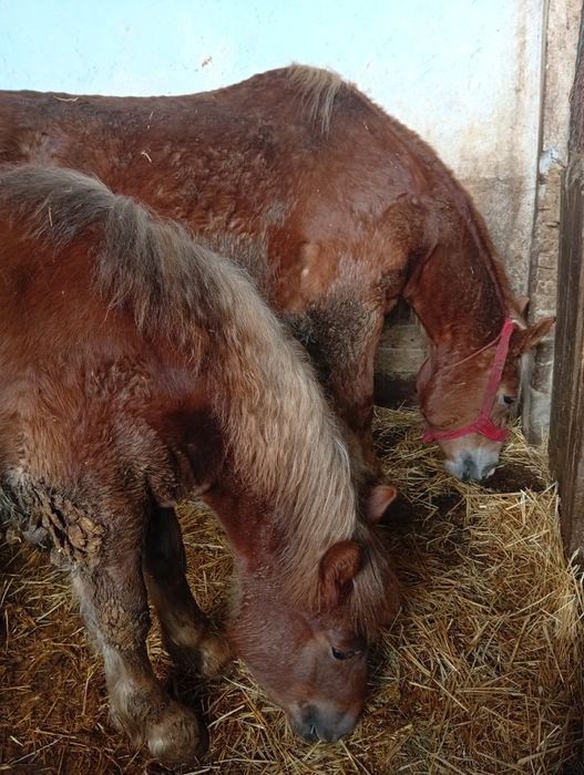 Iapa de 5 Ani  cu manz de 1 an