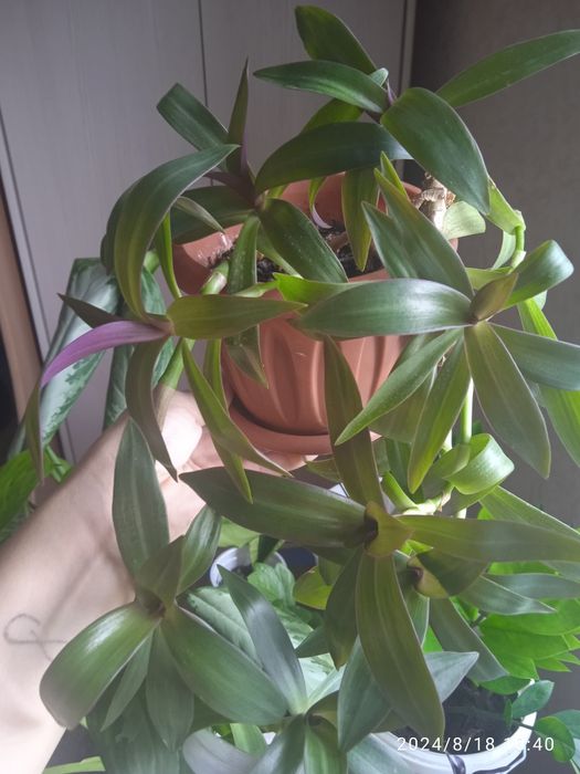 Аглаша продам цена от 2500тг